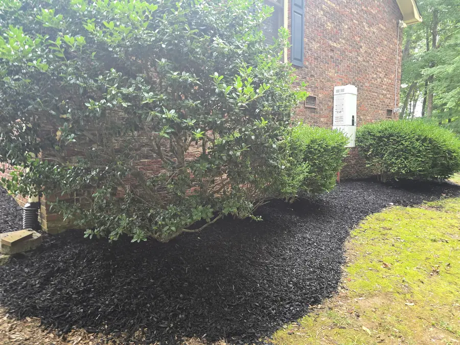 Pine straw bed around crape myrtles installed by Lawn Firm in Concord, NC